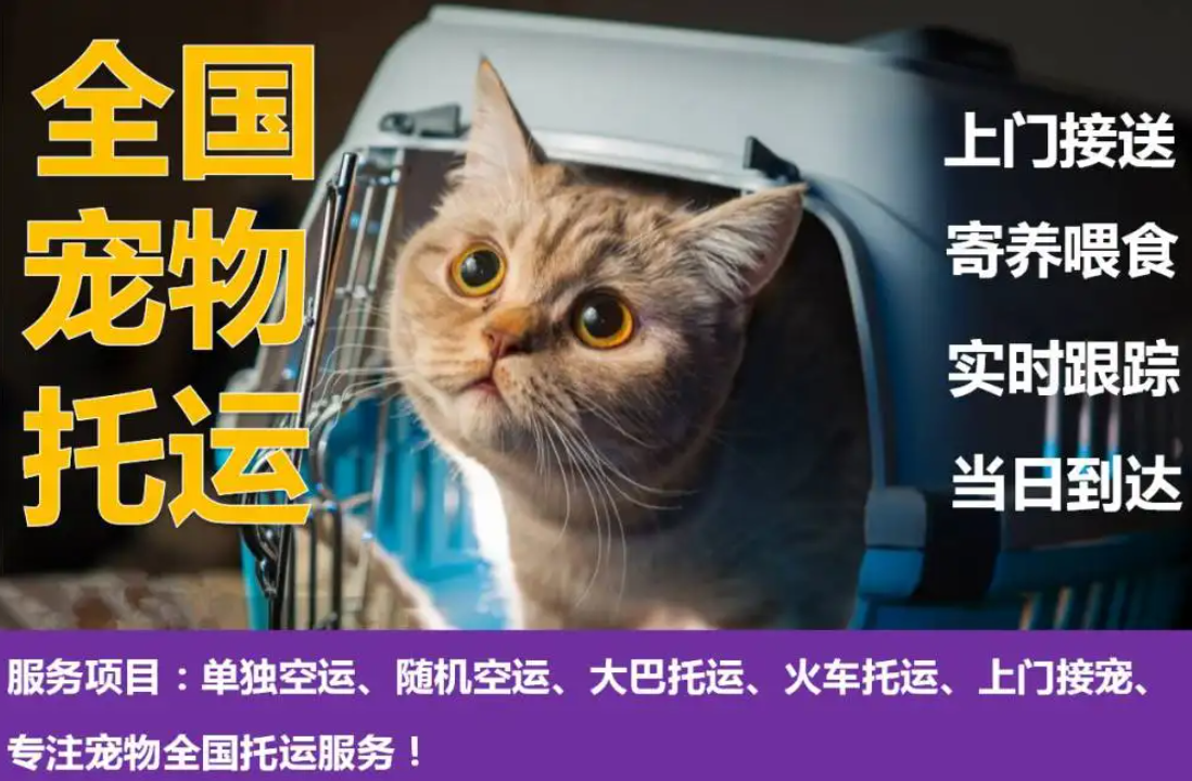 加拿大國際寵物托運手續(xù)和托運流程及注意事項